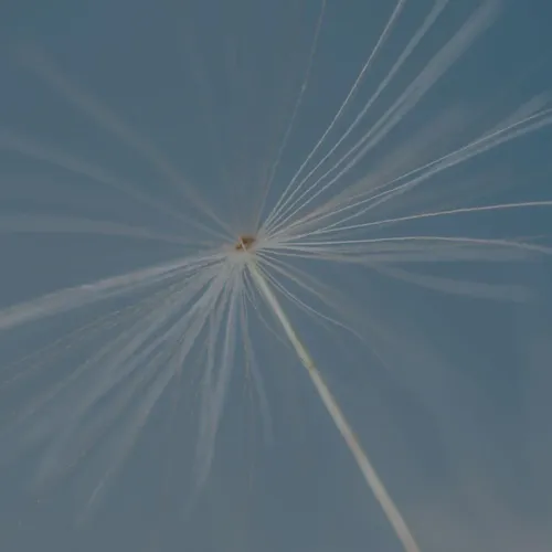 pure_soft